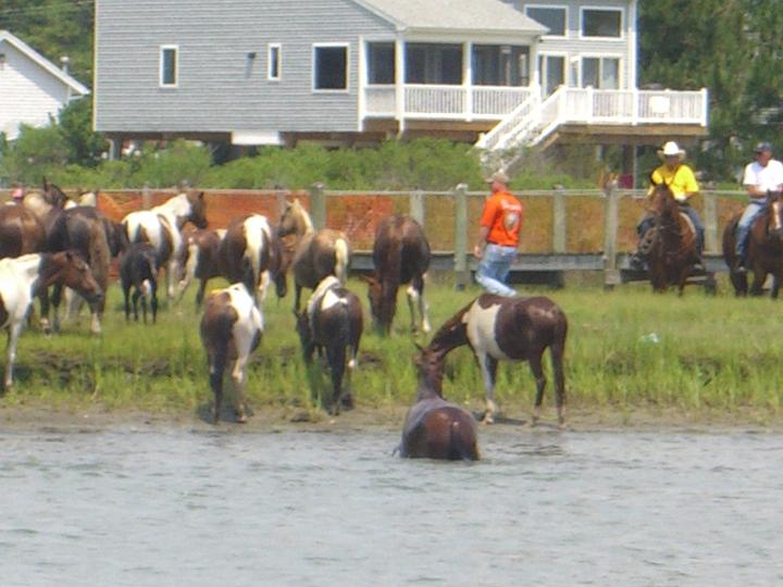 Chincoteague Pony Swim July 2007 067.JPG